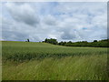 Wheatfield near Dudgrove Farm in GL7 4DX
