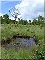 Pond and dead tree, Chobham Common in GU24 8TD