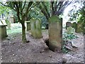 Badger damage to the graves, All Saints churchyard, Berners Roding, Essex in CM5 0SZ