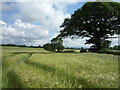 Crop field and hedgerow in TD15 1XW