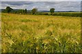 A barley field near Chirnside in TD11 3XT