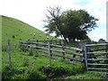 Sheep pen, sheep and hillside in SY21 9ES