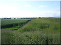 Fields off National Cycle Route 1 in TD15 2JY