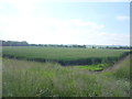 Crop field off National Cycle Route 1 in TD15 2JY