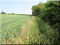 Footpath along edge of wheat field in NR12 8UU