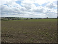 Field near Upper Whiston in Whiston