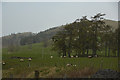Perth and Kinross : Grassy Field & Sheep in PH16 5LT