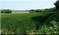 Wheat field with St John's Copse beyond in SO21 1LZ