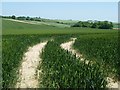 Tractor tracks through wheatfield, near Old Down Lane in SO21 1LZ