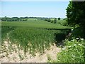 Wheatfield west of Old Down Lane, Morestead in SO21 1LZ