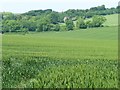 Wheatfield crossing a valley east of Morestead in SO21 1LZ