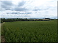 Wheatfield overlooking the Thames & Severn Canal in GL7 4DX
