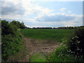 Field and hedge by Perkin's Lane in LE14 3NB