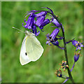 Large White butterfly, West Wood in CT4 6DL