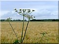 Cow parsley beside a field of barley in DN20 9PJ