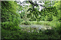 Pond at Oxenleaze Coppice in TA20 4NT