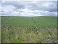 Crop field near Grindonrigg in Duddo