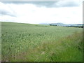 Crop field near Kimmerston in NE71 6JH