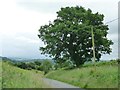 Tree on the road to Tregynon in SY16 3EH