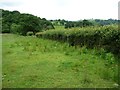 Stockproof hedge, sheep field, north-west of Tregynon in SY16 3EH