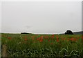Poppies at the edge of a field in DH7 9PR
