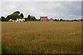 Wheat field and houses on Sandygate Lane in PE34 4LQ