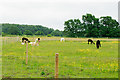 Alpacas in field, Ringsfield in NR34 8LZ