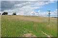 Pasture near Barretts Hall, Great Maplestead in Great Maplestead