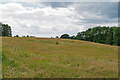 Pasture near Bennett's Farm, Little Maplestead in CO9 2QW