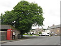 Village centre tree at Askham in CA10 2PB