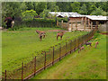 Asian Plains and Paddocks, Chester Zoo in CH2 4AU