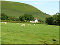 Sheep pasture below the slopes of Moel Iart in SY17 5AD