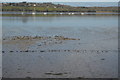 Mud, River Tamar in PL5 2EY