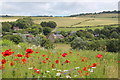 Meadow at open garden in BN25 4AH