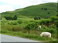Roadside sheep on the outskirts of Machynlleth in SY20 0AN