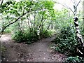 Footpath Crossroads in Canklow Wood in S60 3DY