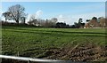 Field near Waytown in DT6 5FT