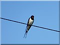 Swallow on a wire in PR3 0RQ