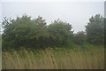 Bushes between the railway and the river in PE38 9GN