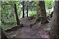 Path through the trees near Cowdenknowes in TD4 6BW