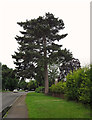 Pine tree on Stratford Road, Warwick in CV34 6RB