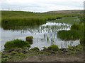 Pond and marsh near North Gare in TS25 2DN