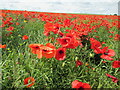 Oil  Seed  Rape  and  Poppies in Folkton