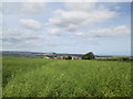 Over  Oil  Seed  Rape  to  barns  at  Hill  Top in Folkton