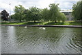 Swans on the pond, Alexandra Park in G32 6ES