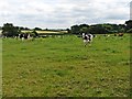 Grazing cattle near Littlewood Copse in TA19 0PL