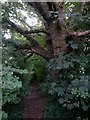Muscliff: footpath M17 passes a large tree in BH8 0AE