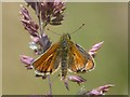 Small Skipper butterfly on a stem of grass in SA43 1BA
