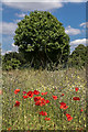 Poppies on the Edge, Firs Farm Wetlands, London N21 in N9 9UJ