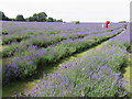 Mayfield Lavender Farm, Banstead in SM7 3AU